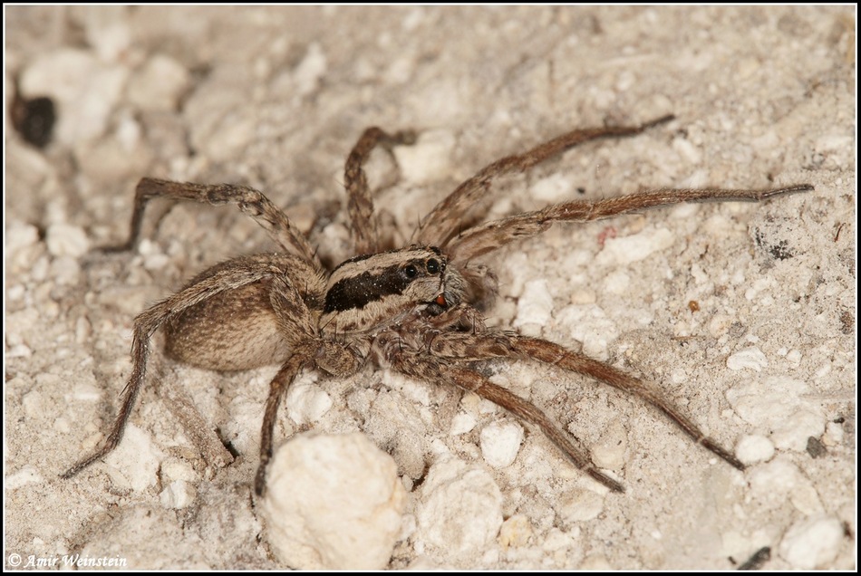 Lycosidae d''Israele